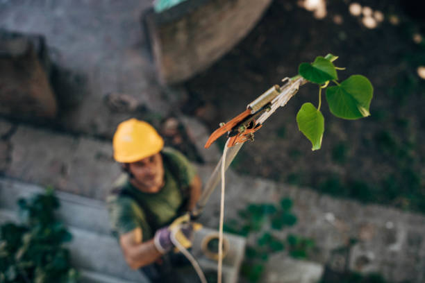 Best Emergency Tree Removal  in Amador Pines, CA